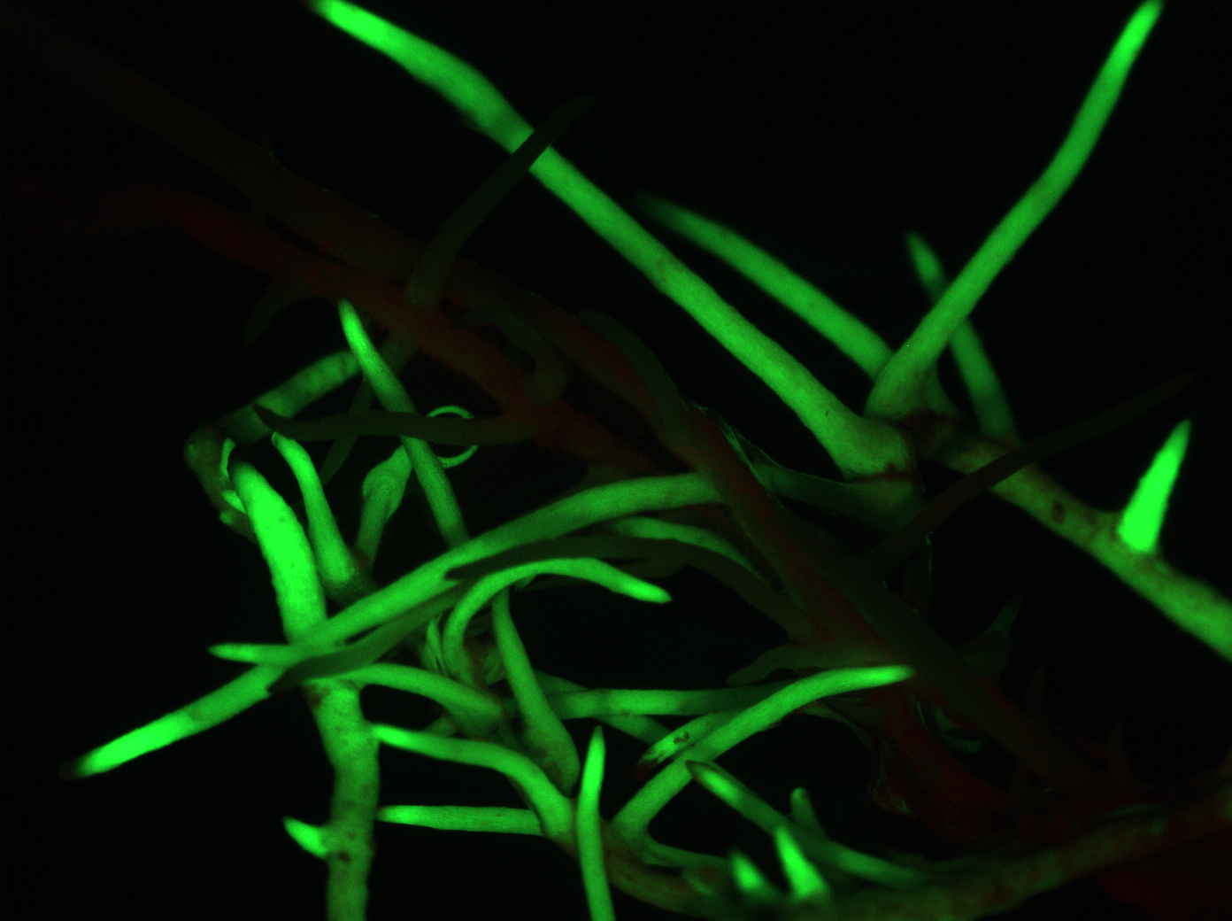 GFP hairy root