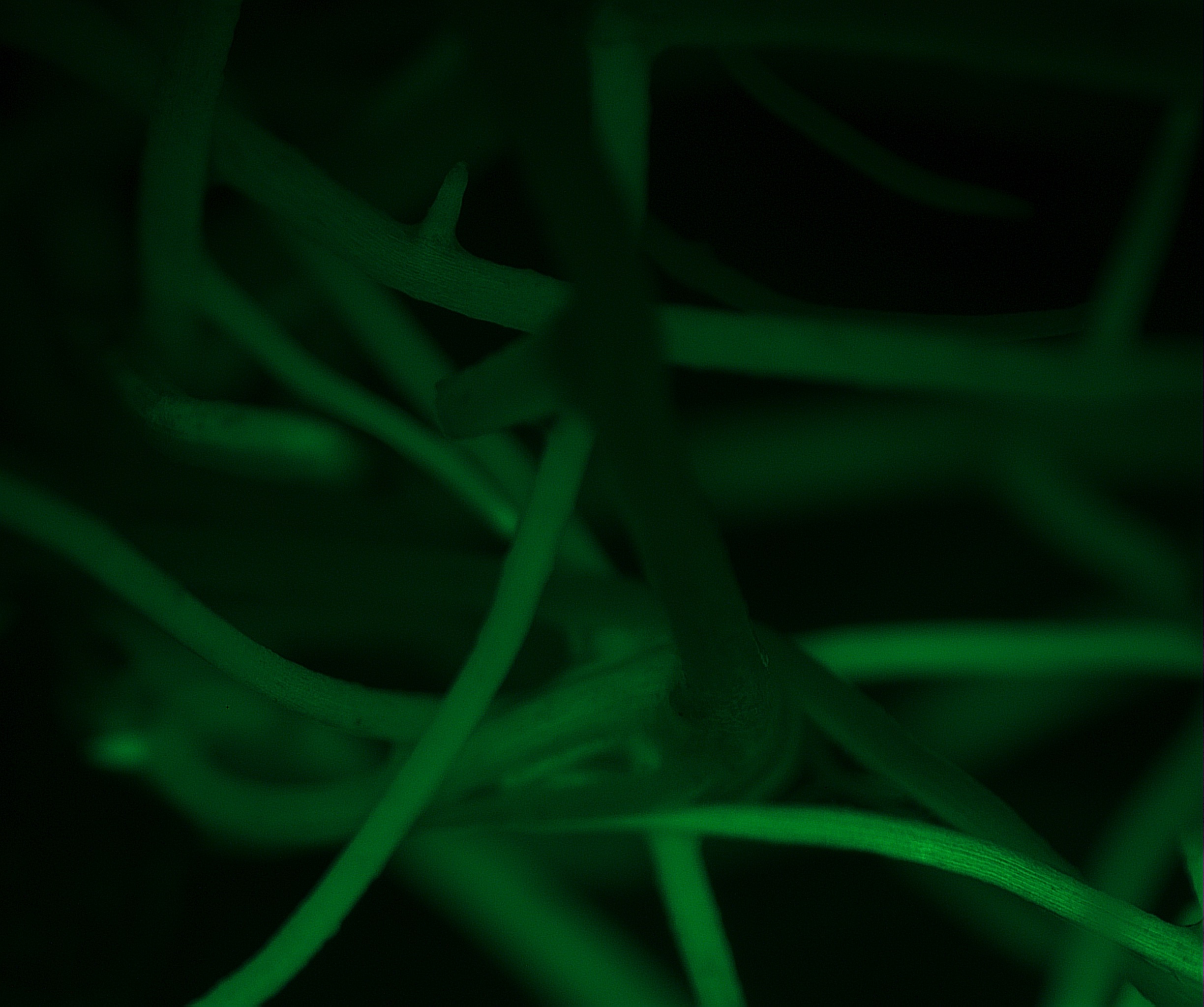 GFP-expressing CRISPR transformed peanut hairy roots