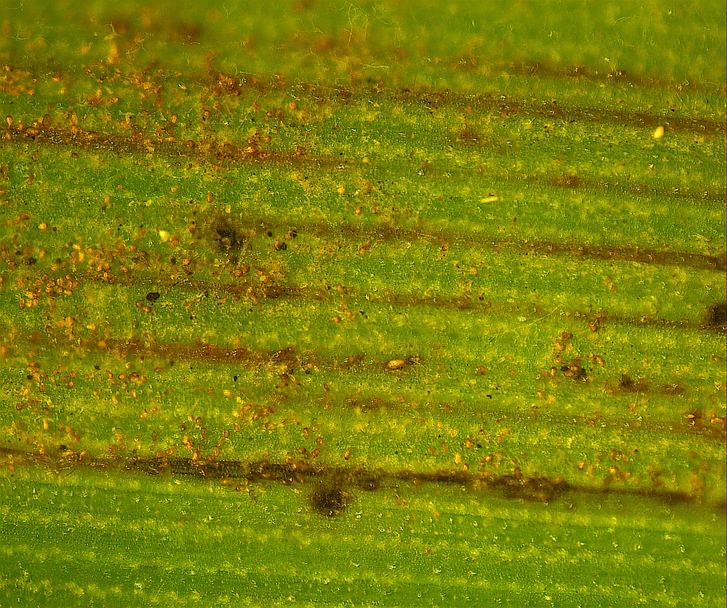 Sugarcane leaf affected by orange rust